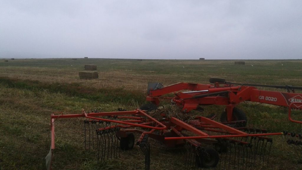 Venta de alfalfa cadiz