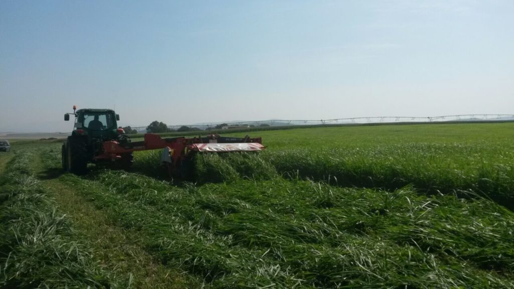 Venta de alfalfa cadiz