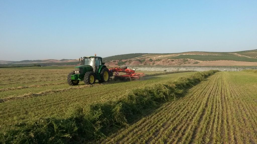 Venta de alfalfa cadiz