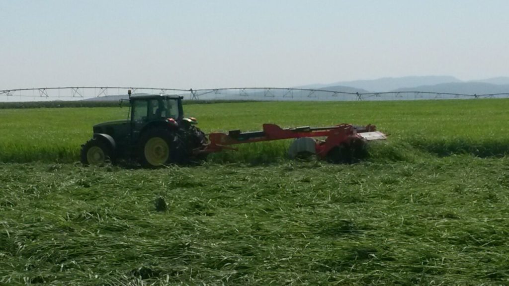 Venta de alfalfa cadiz