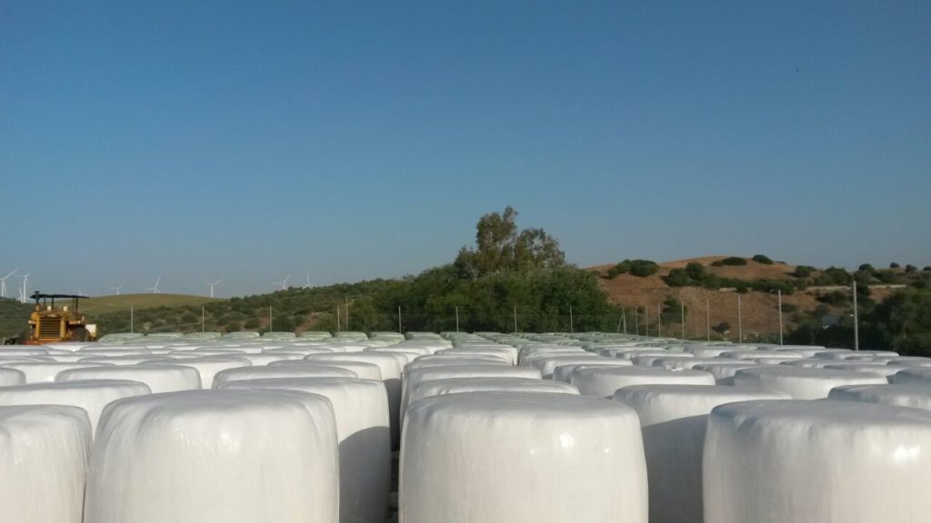 Venta de alfalfa cadiz