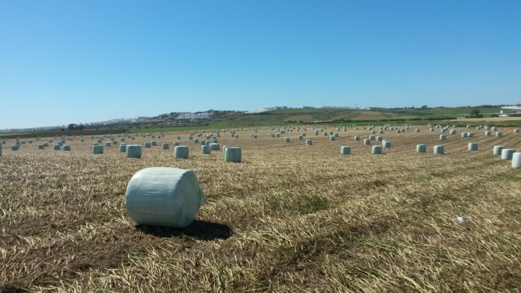 Venta de alfalfa cadiz