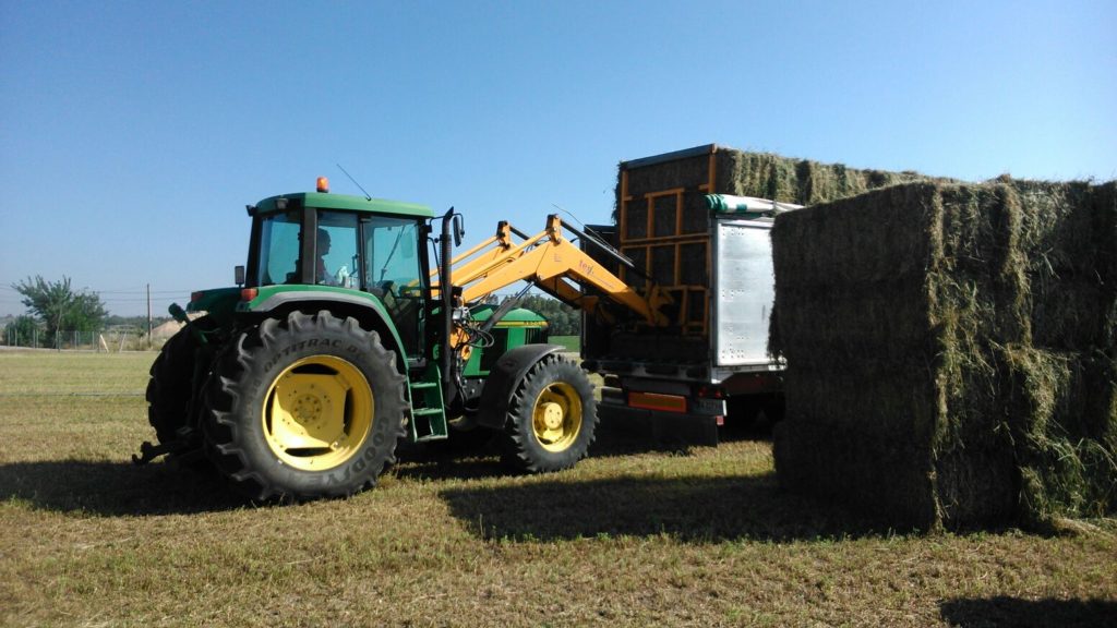 Venta de alfalfa cadiz