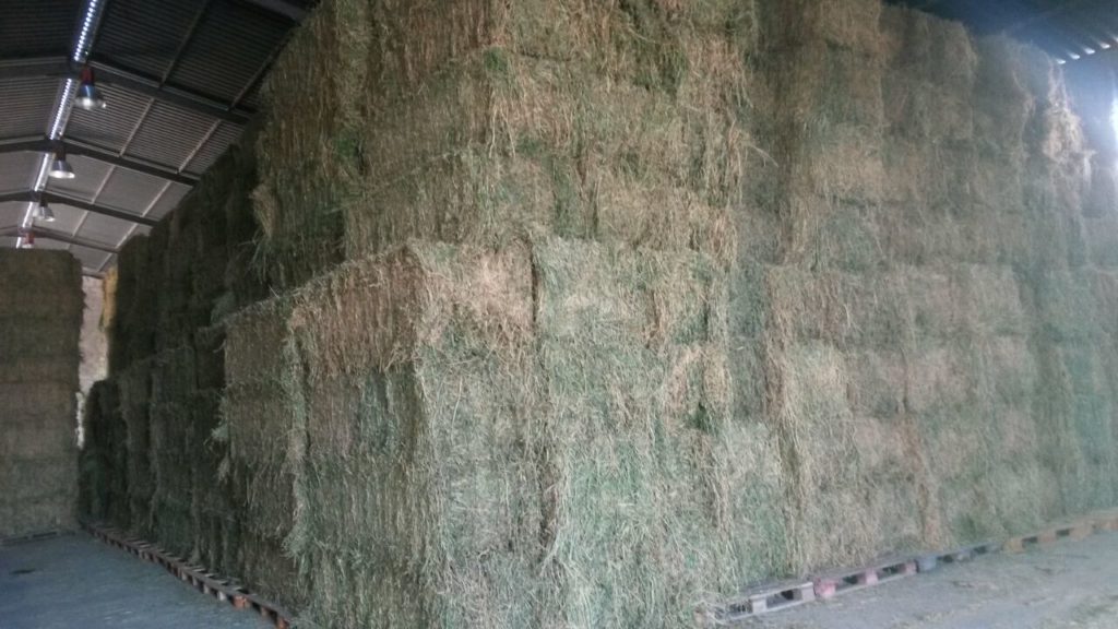 Venta de alfalfa cadiz